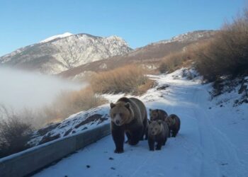Pamje të rralla në Kolesjan të Kukësit, banori i zonës ndeshet në rrugë më një arushë dhe tre këlyshët e saj