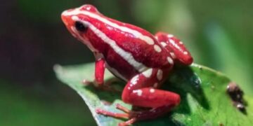 200 herë më e fuqishme se morfina, cila ishte toksina e bretkosës që dyshohet se rusët e përdorën për vrasjen e Navalny?