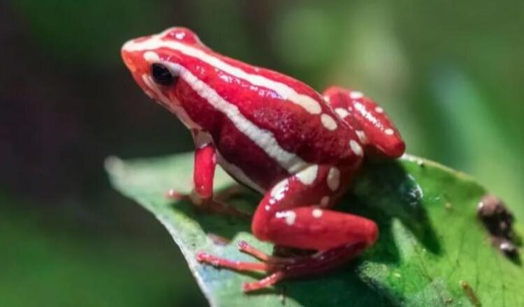 200 herë më e fuqishme se morfina, cila ishte toksina e bretkosës që dyshohet se rusët e përdorën për vrasjen e Navalny?