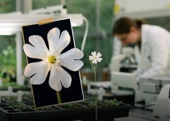 Shkencëtarët rikthejnë në jetë një bimë nga Epoka e Akullnajave