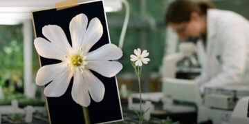 Shkencëtarët rikthejnë në jetë një bimë nga Epoka e Akullnajave