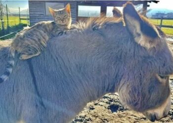 Historia e një miqësie të rrallë/ Gomari Ettore, një strehë e sigurt për macen Sghenghi